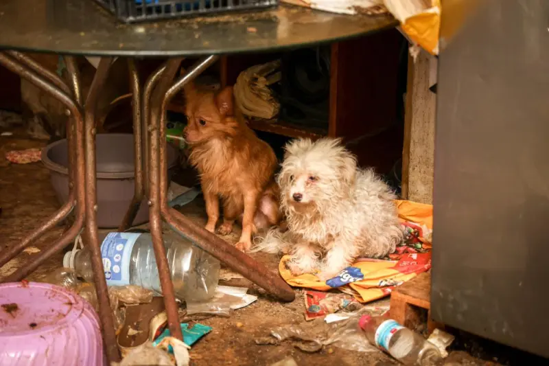 Rescata Fiscalía a 14 animales maltratados en Oaxaca