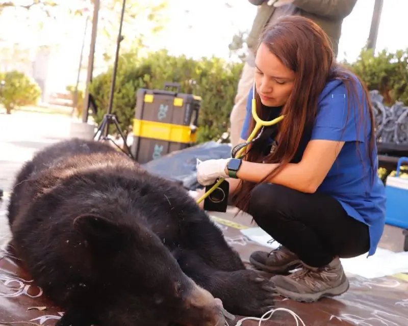 Documentan en NL el primer caso en México de gusano barrenador en un oso negro
