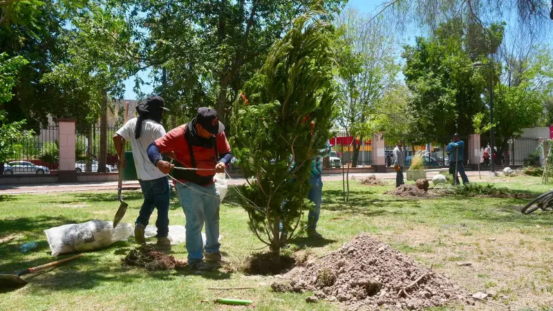 Avanza rehabilitación del Bosque Venustiano Carranza con reforestación en Torreón