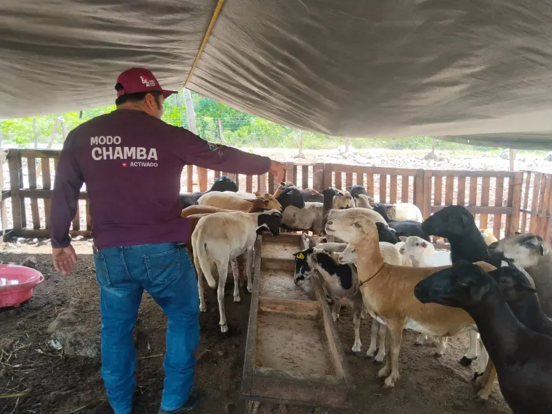 Fortalece Playa del Carmen atención veterinaria para productores del campo