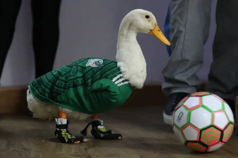 “Pato Merlín” desata alerta: advierten compra masiva de ejemplares tras su viralidad en el Mundial 2026