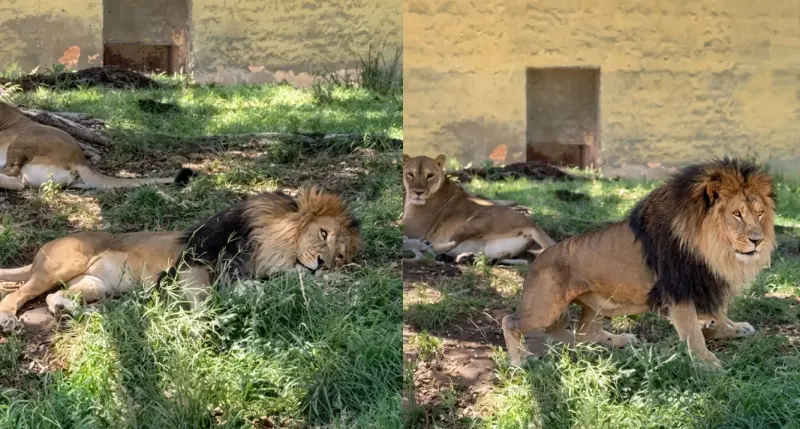 Zoológico de GDL descarta lesiones en león tras agresión difundida en redes sociales