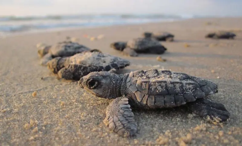 Aumenta arribo de tortuga marina a las costas de Jalisco 