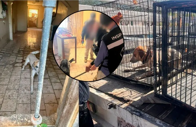 Cateo en Hermosillo por maltrato animal termina con rescate de tres perros en condiciones no aptas para vivir; Fiscalía de Sonora ya investiga