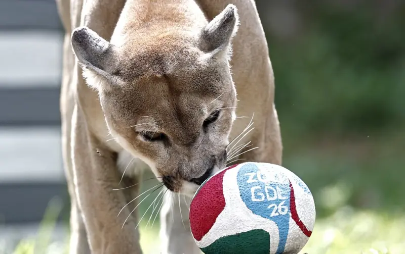 Puro instinto: animales de zoológico mexicano vaticinan resultados de juegos mundialistas