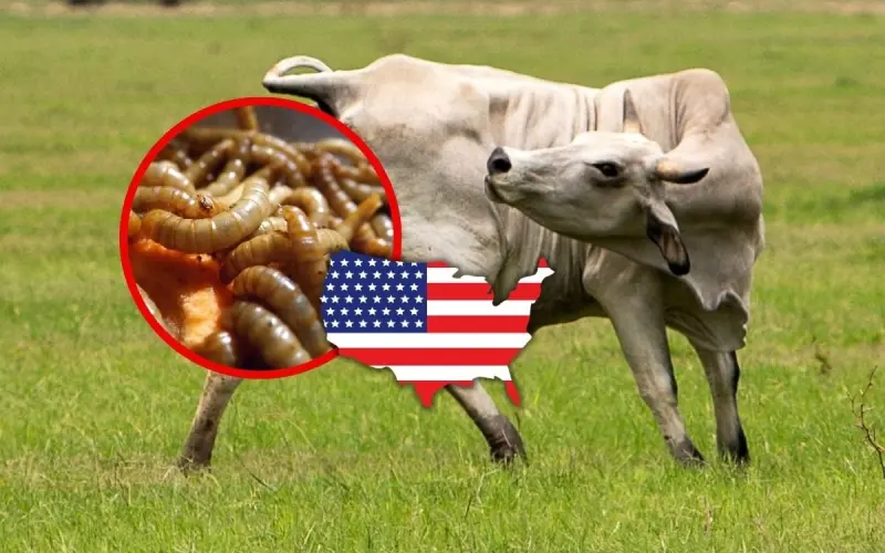 USDA confirma dos casos más de gusano barrenador en Texas y complica la frontera ganadera con México, que gana terreno en exportación de carne