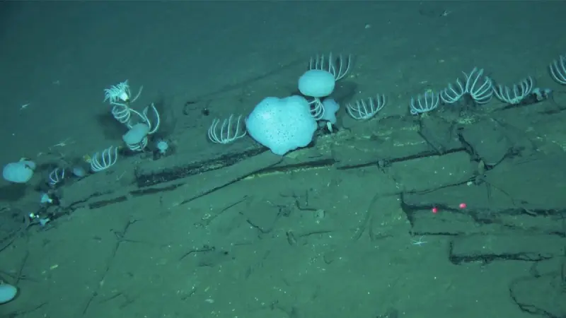 Científicos chinos descubren el mayor cementerio de ballenas en el mundo