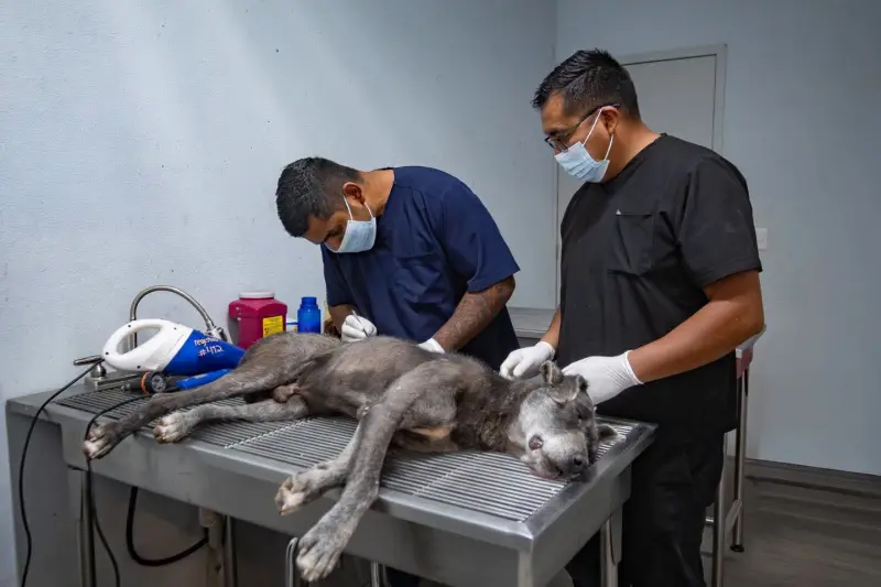 Detectan caso de gusano barrenador en perro de El Marqués y lanzan llamado urgente a dueños de mascotas