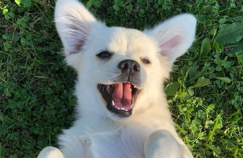 ¿Tu perro tiene mal aliento? Qué enfermedades podrían causarlo y cómo eliminar la halitosis antes de que afecte su salud bucal y digestiva