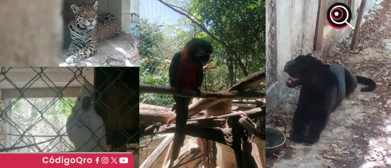 Rescatan a 15 ejemplares de fauna silvestre en Playa del Carmen