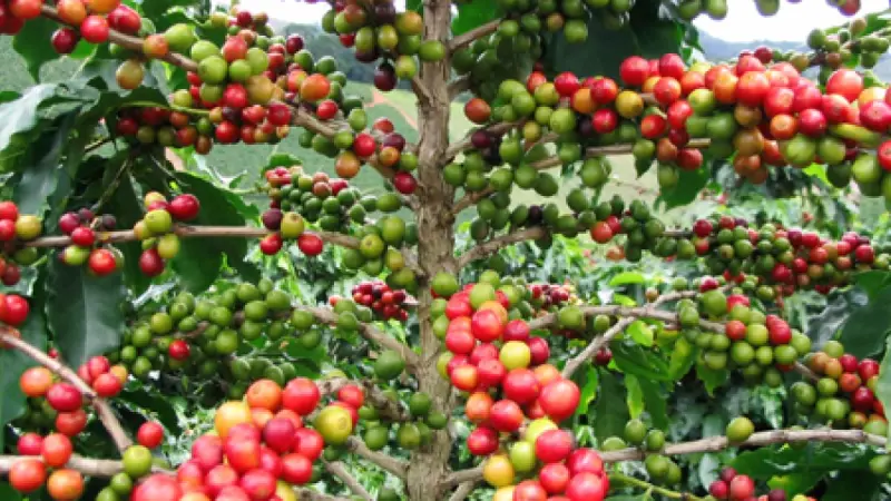 Hongo de la roya en 11% de cafetales en Puebla, no impide crecer en rendimiento