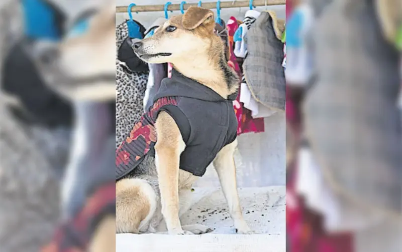 Robarán miradas y corazones mascotas en pasarela