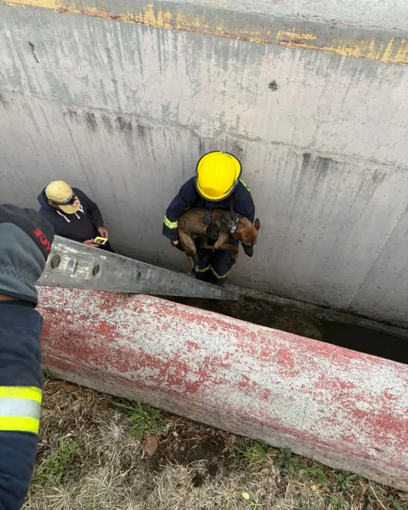 Rescatan a lomito atrapado en un dren de la colonia Balaustradas, en Querétaro, y lo reúnen con su familia