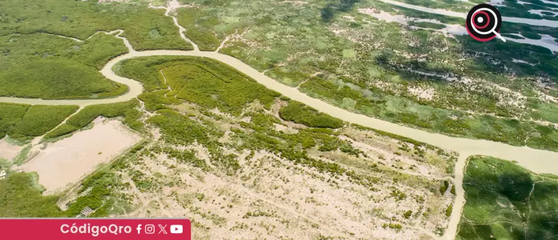 Victoria ambiental histórica: los manglares del mundo recuperan superficie