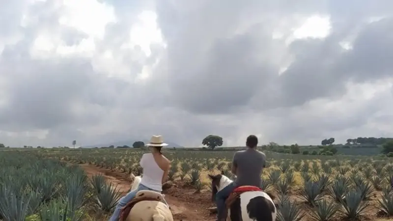 Ruta del Tequila refuerza desarrollo regional con alianza entre municipios y CRT