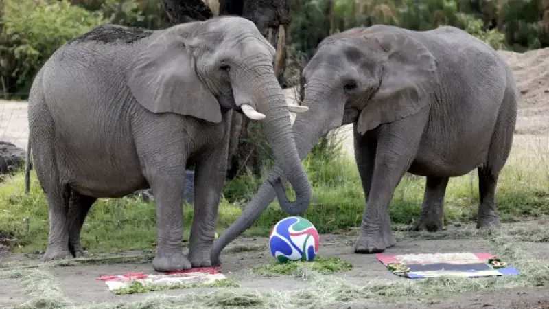 Puro instinto: animales de zoológico mexicano vaticinan resultados de juegos mundialistas