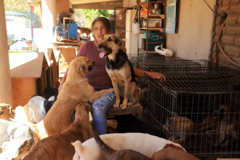 Es un refugio para 222 perros que andaban en la calle y necesitan ayuda para protegerlos del calor