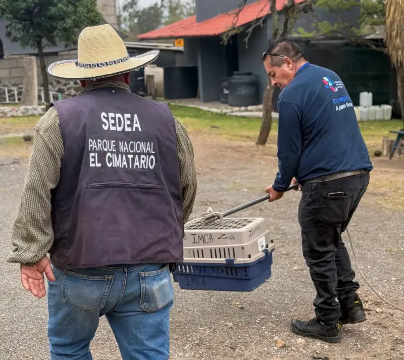 IMCA fortalece la atención y el resguardo defauna silvestre en Corregidora