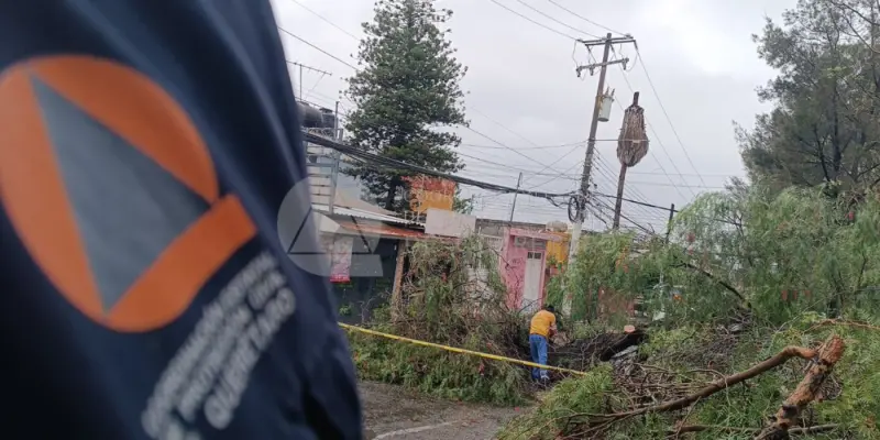 Liberan vialidad en la colonia Satélite tras labores de Servicios Municipales por árbol caído