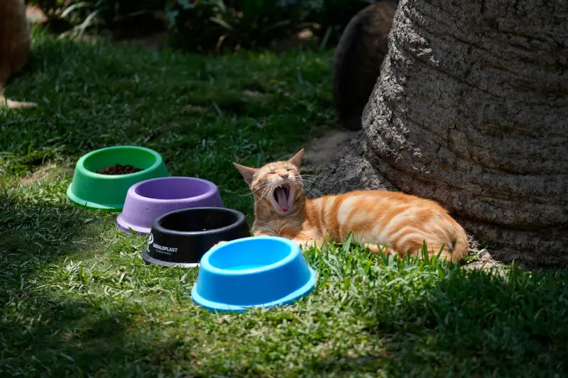 ¿Tu gato consume esta marca? Ordenan retiro urgente de alimento por peligro para su salud