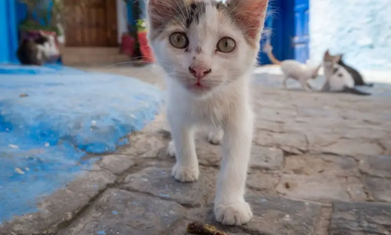 Rescatan a más de 400 gatos destinados al comercio de carne en Vietnam