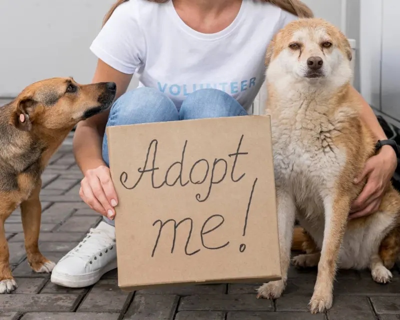 Invitan a jornada de adopción con más de 400 mascotas en Union Square