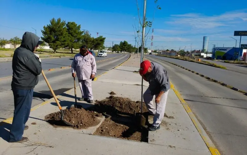 Impulsan reforestación urbana con 50 fresnos