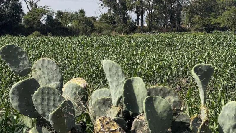 Las lluvias del temporal benefician el campo de San Juan del Río