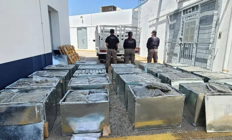 Incauta FGR 600 kg de marihuana y detiene a una persona en Huimanguillo