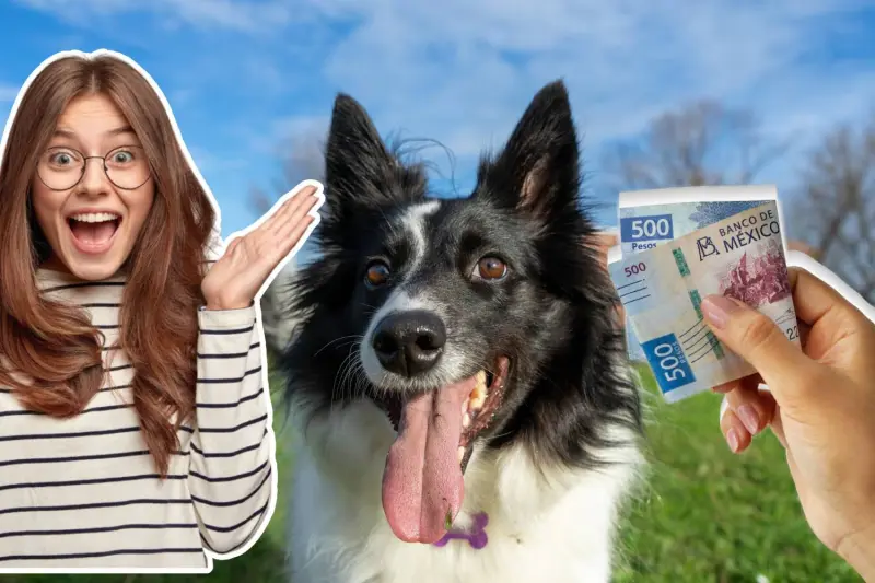 Día Mundial del Perro: Condusef revela cuánto cuesta atender una emergencia veterinaria en México y explica cómo un seguro para mascotas puede evitar gastos de hasta 40,000 pesos