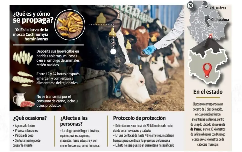 Continuarán revisiones en el estado por 5to caso de gusano barrenador