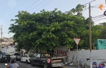 Piden podar árboles en Costera de Acapulco por riesgo de corto circuito