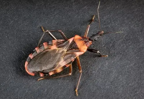 Reportan caso de Chagas en condado de San Diego
