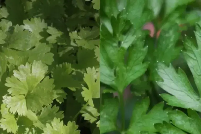 FDA apunta ahora a cilantro y perejil de México por Cyclospora en EU