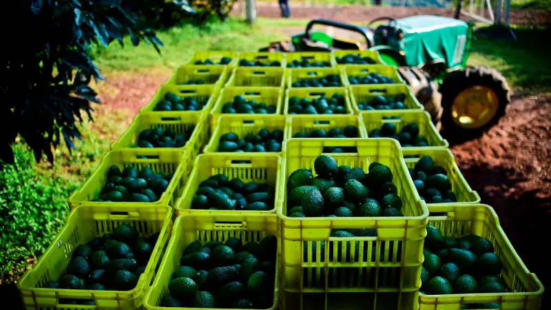 Reconocimiento a la Franja Aguacatera de Michoacán protege más de 150,000 empleos