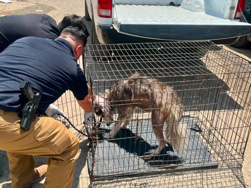 Rescatan a perro husky en presunto caso de maltrato animal en Tijuana