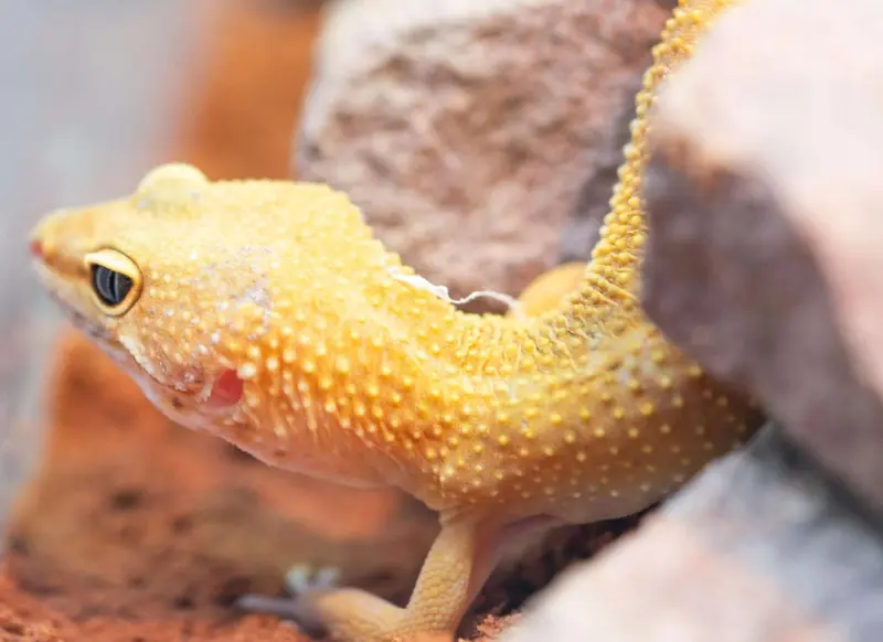 Un reptil propenso a los tumores da pistas clave para investigar el cáncer humano