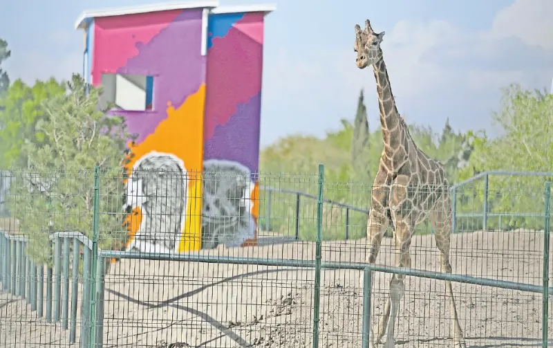Convertirán exhábitat de Benito en área de conservación de fauna