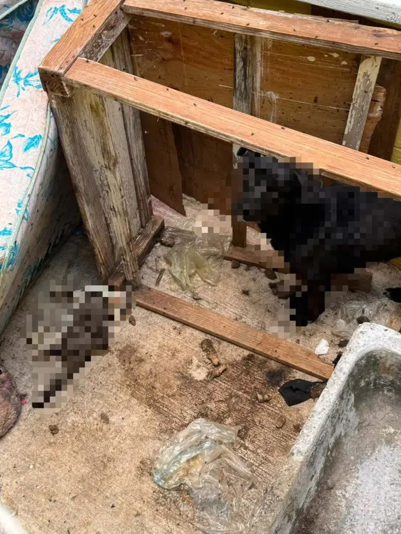 Rescatan a perrito en abandono y hallan a gatito sin vida durante operativo en un domicilio de El Marqués; El presunto responsable fue detenido