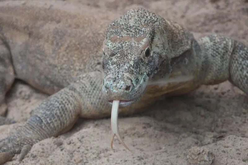 Ni fuego ni caza: El 'hobbit' de Flores era el carroñero del dragón de Komodo