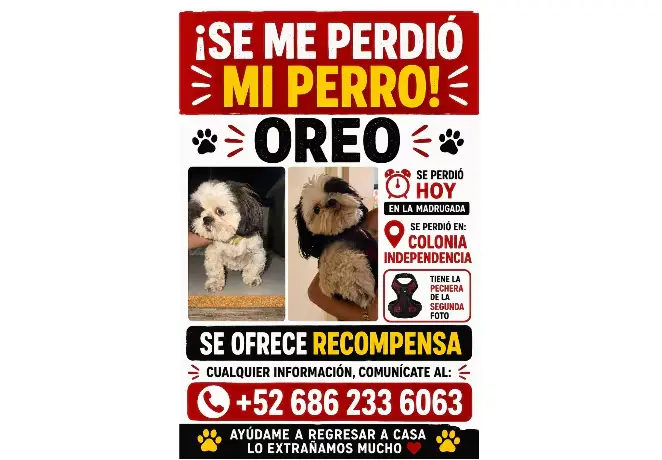 Buscan a “Oreo”, perrito extraviado en la colonia Independencia; ofrecen recompensa