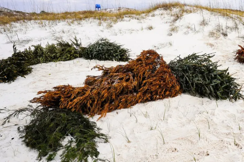 Los geólogos no lo entendían: Los árboles de Navidad no terminan en la basura en Alabama, llevan décadas salvando sus playas