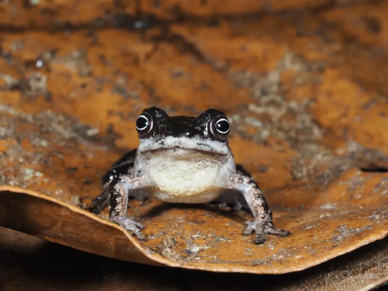 Científicos descubren tres nuevas especies de ranas en el Amazonas y advierten que su distribución limitada y la degradación del hábitat podrían poner en riesgo su supervivencia