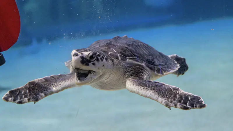 Tamaulipas logra cifra histórica: libera más de 590 mil crías de tortuga lora en peligro de extinción