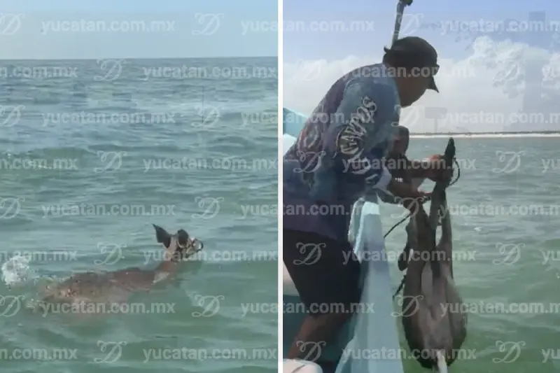 Recorrido turístico en El Cuyo se transforma en rescate de un venado cola blanca en medio del mar