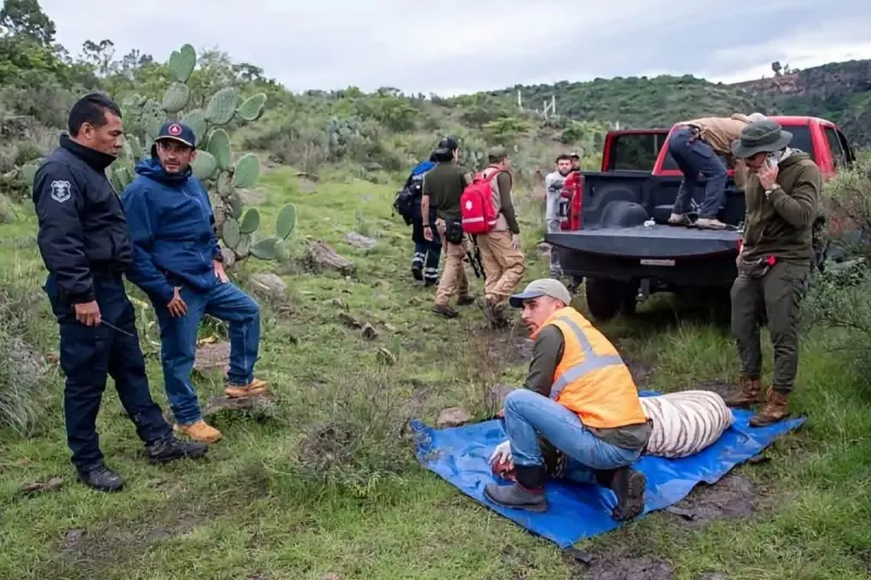 Muere Kenzo, tigre de Bengala, durante operativo de rescate en Edomex