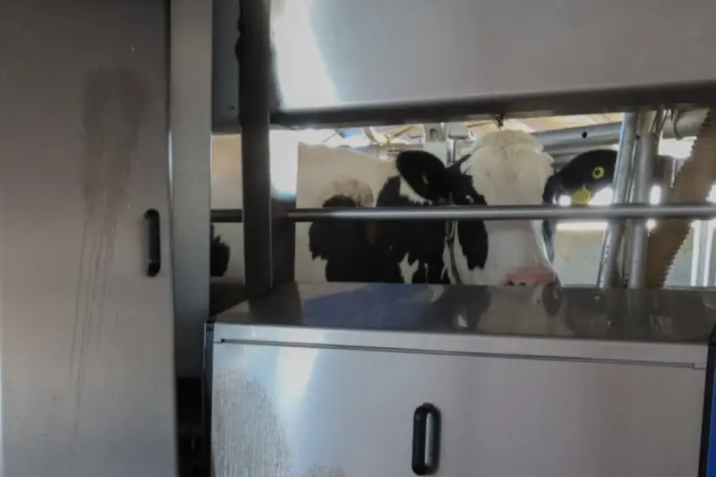 Así es el robot que ordeña vacas 62% más rápido que los humanos y analiza la salud del ganado