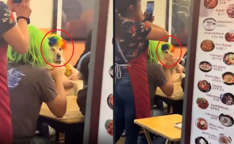 “Toda la familia traía pelucas, hasta el perrito”: Captan peculiar festejo de un lomito y se vuelven virales