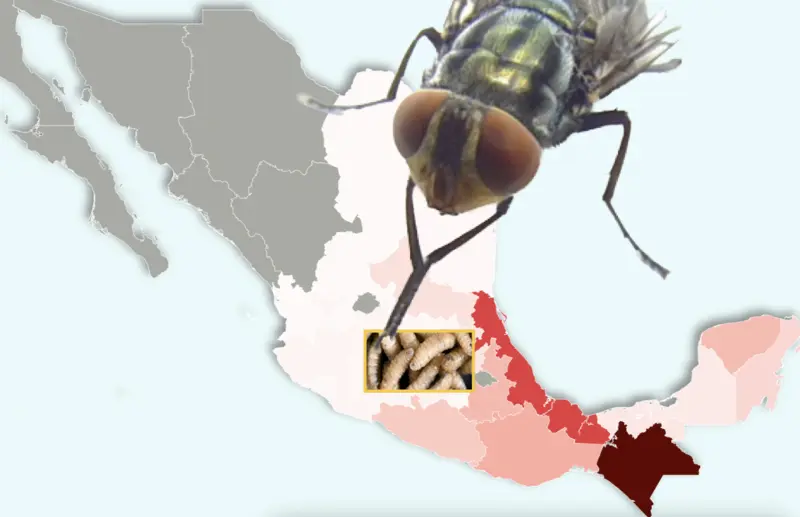 Más gente con gusano barrenador en la Península de Yucatán: Así ya se expandió la plaga en México