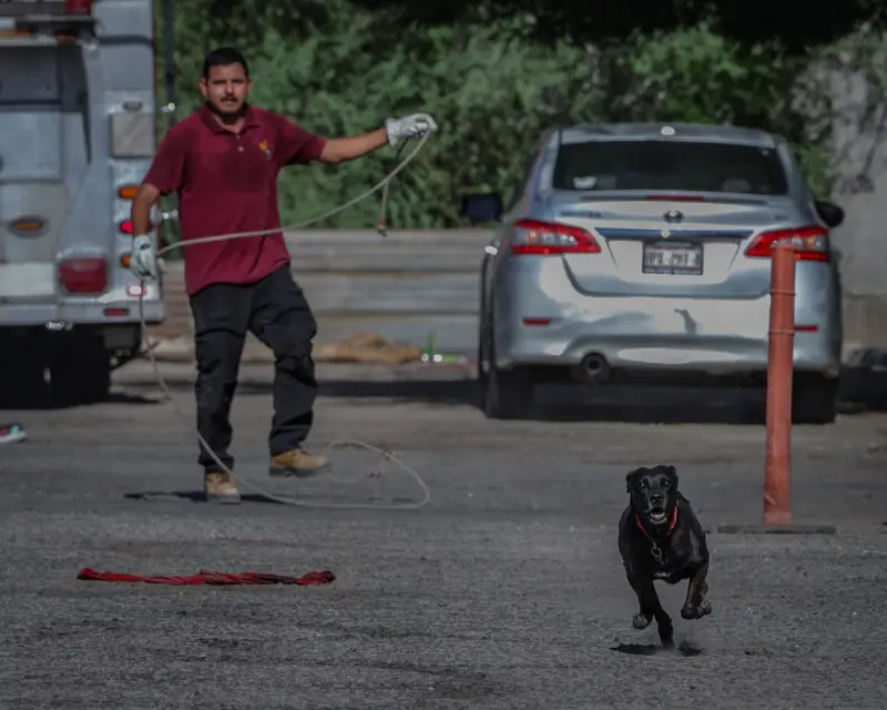 Semefo confirma que mujer murió por mordeduras tras ataque de jauría de perros en Mexicali